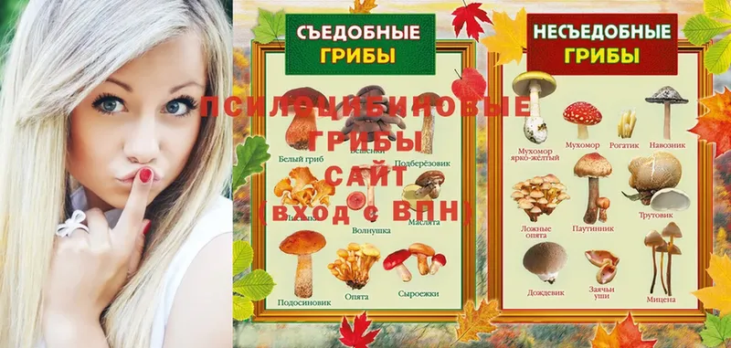 omg ссылки  Усинск  Галлюциногенные грибы Psilocybine cubensis 